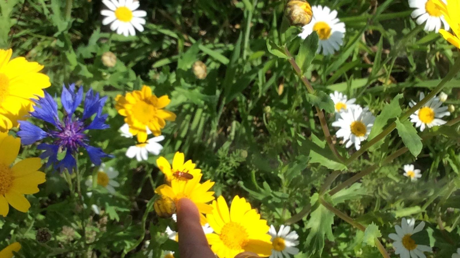 A-red-soldier-beetle-has-moved-into-the-wildflower-area