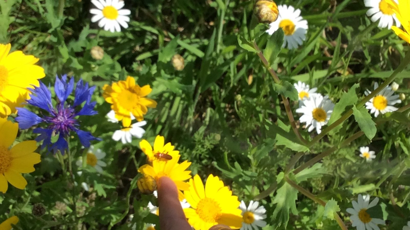 A Red Soldier Beetle Has Moved Into The Wildflower Area