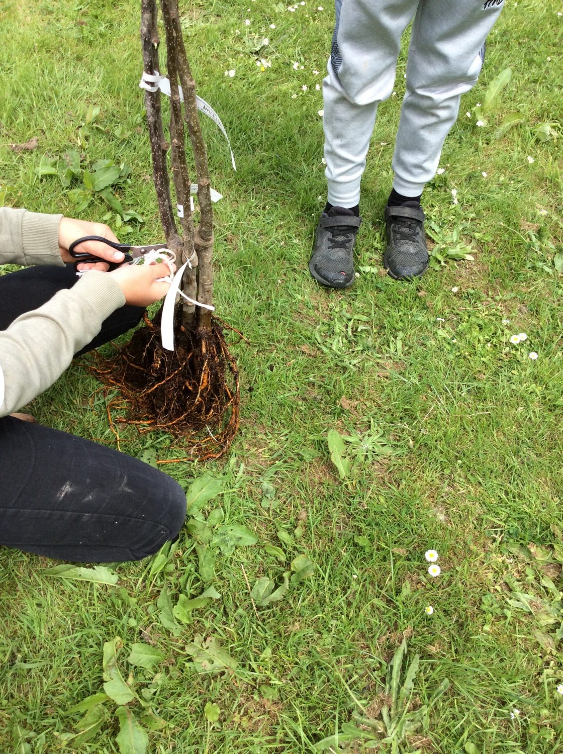 Apple-trees-arrive-for-planting