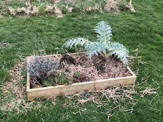 Planter-1