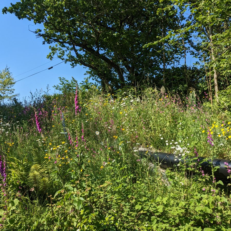Geothermal heat main covered in colourful wildflowers