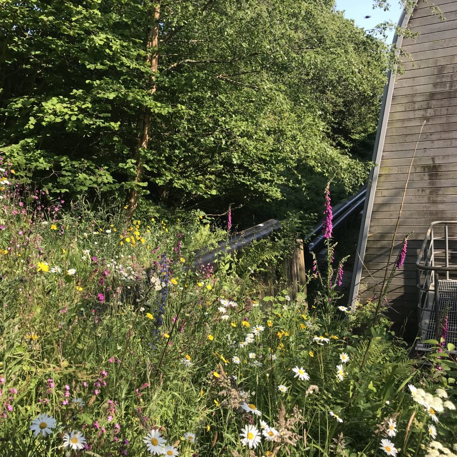 Wildflowers growing over heat main as it passes behind buildings