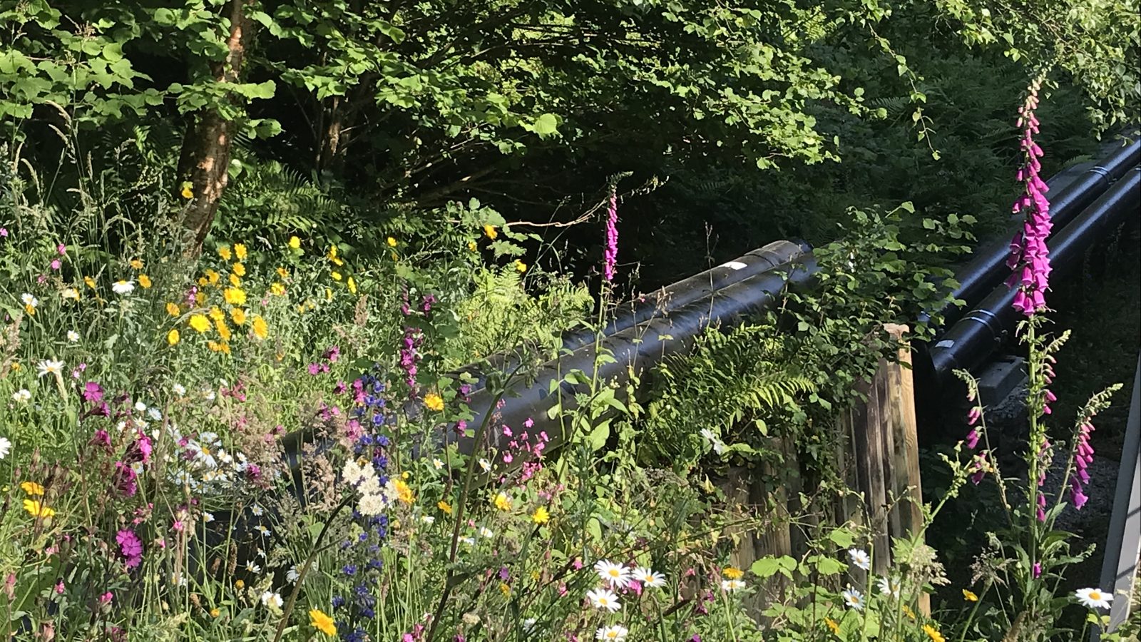 Wildflowers growing over the geothermal heat main